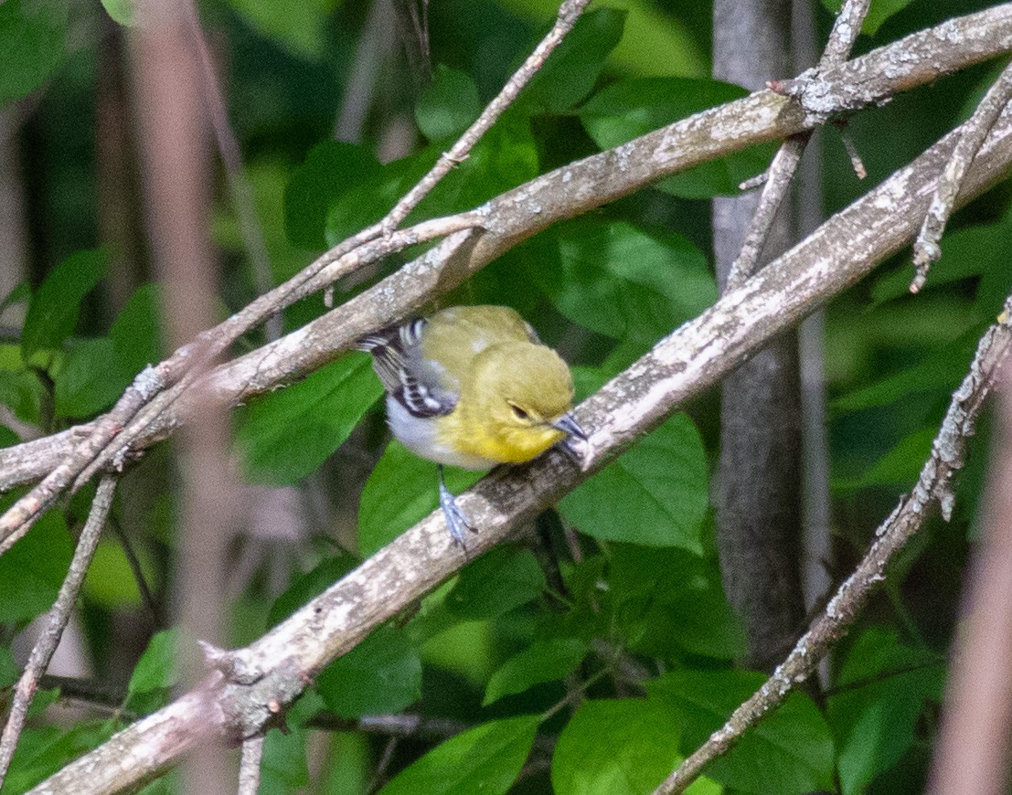 zelenáček žlutoprsý - ML577081561