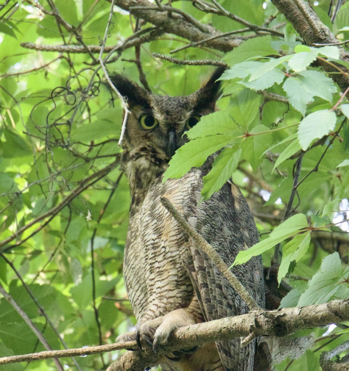 Great Horned Owl - ML577081651