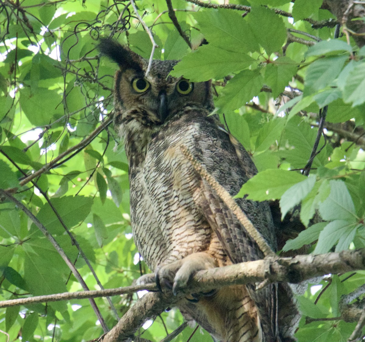 Great Horned Owl - ML577081661