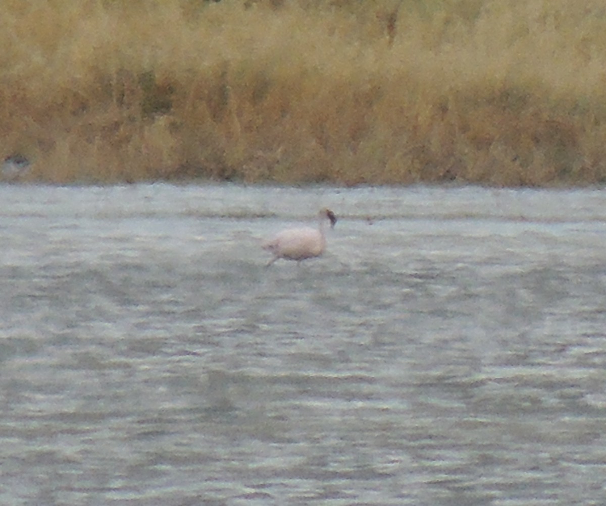 Lesser Flamingo - ML577081731