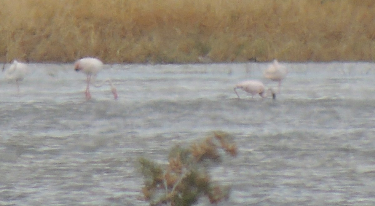 Lesser Flamingo - ML577081741