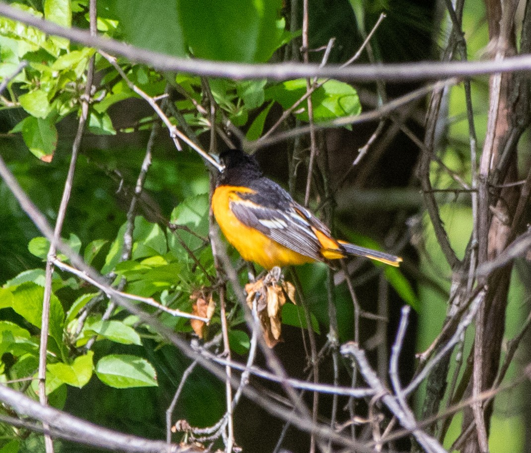 trupiál baltimorský - ML577081761