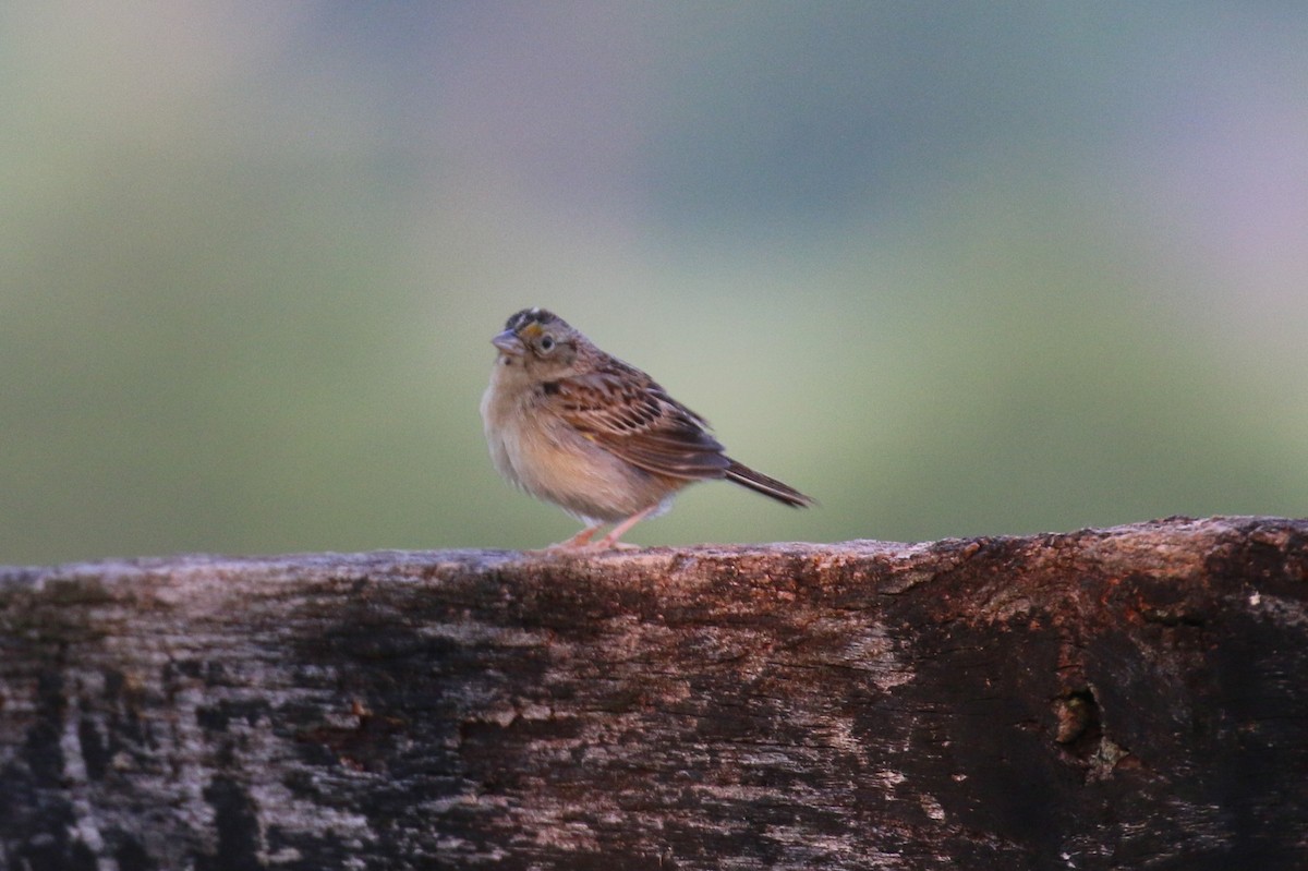 Grasshopper Sparrow - David Carr