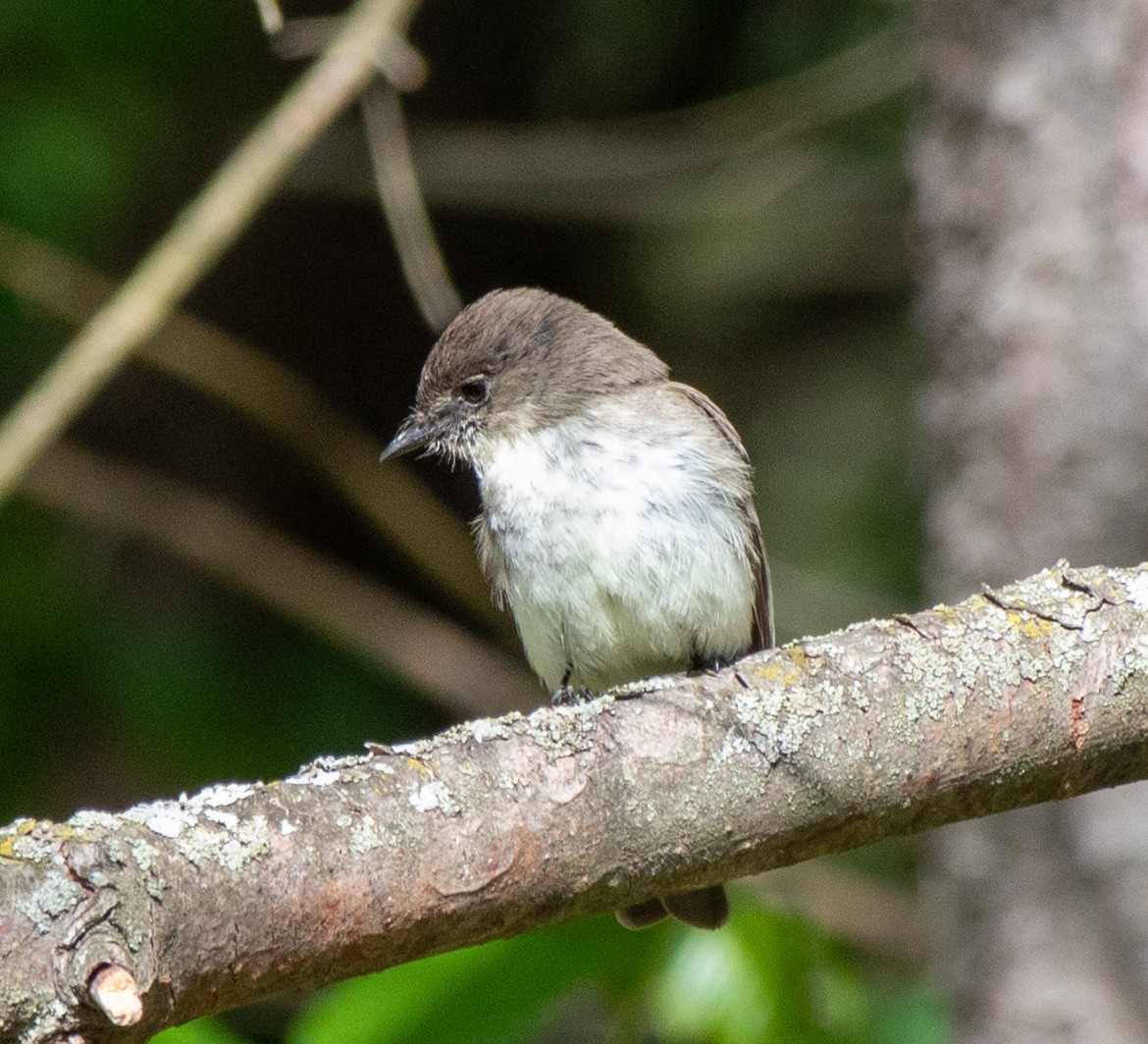 tyranovec domácí - ML577082161