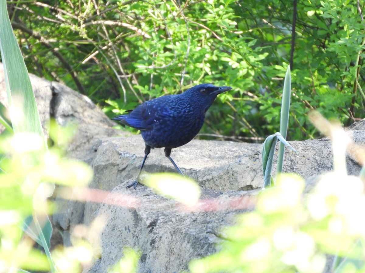 Blue Whistling-Thrush - ML577082431