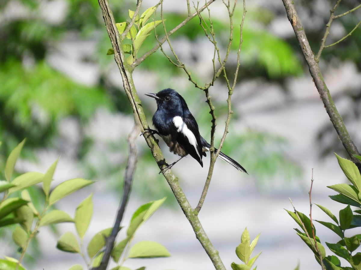 Oriental Magpie-Robin - ML577082461