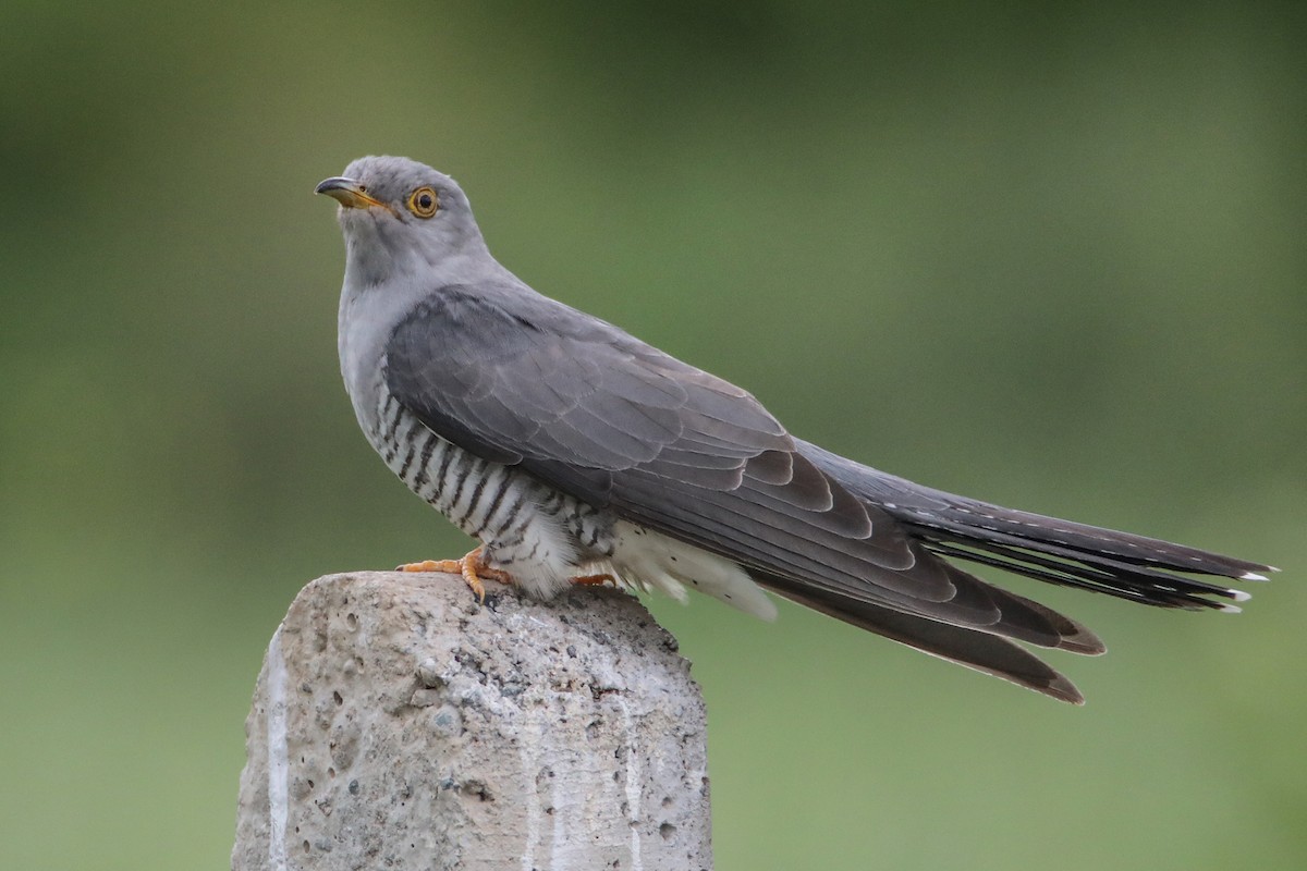Common Cuckoo - Hüseyin Yıldız