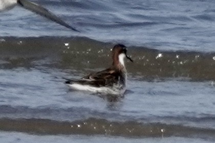 Red-necked Phalarope - Matthew Auchter