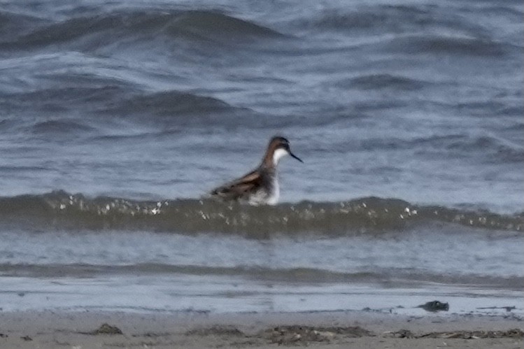 Phalarope à bec étroit - ML577083571