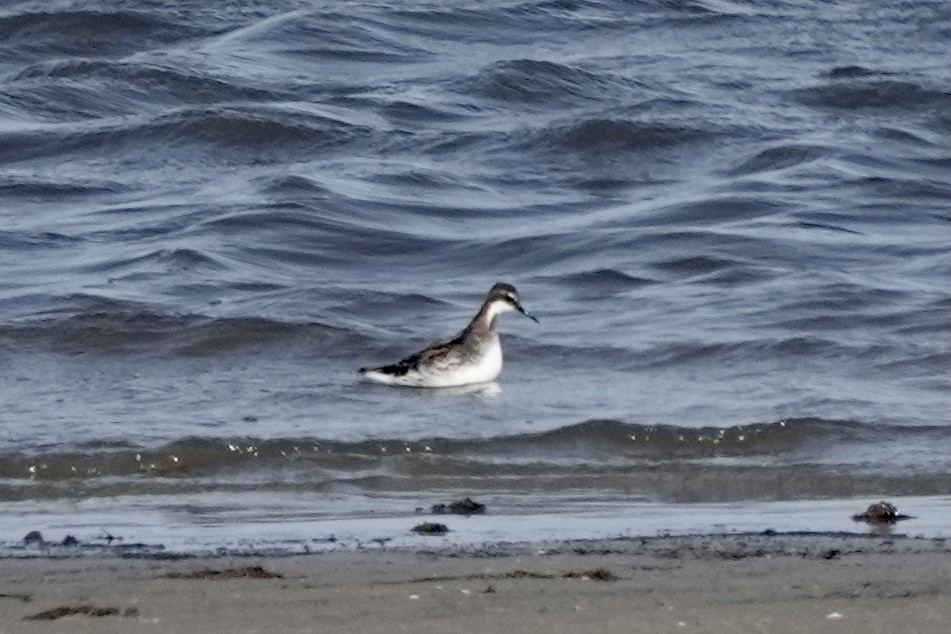 Red-necked Phalarope - Matthew Auchter