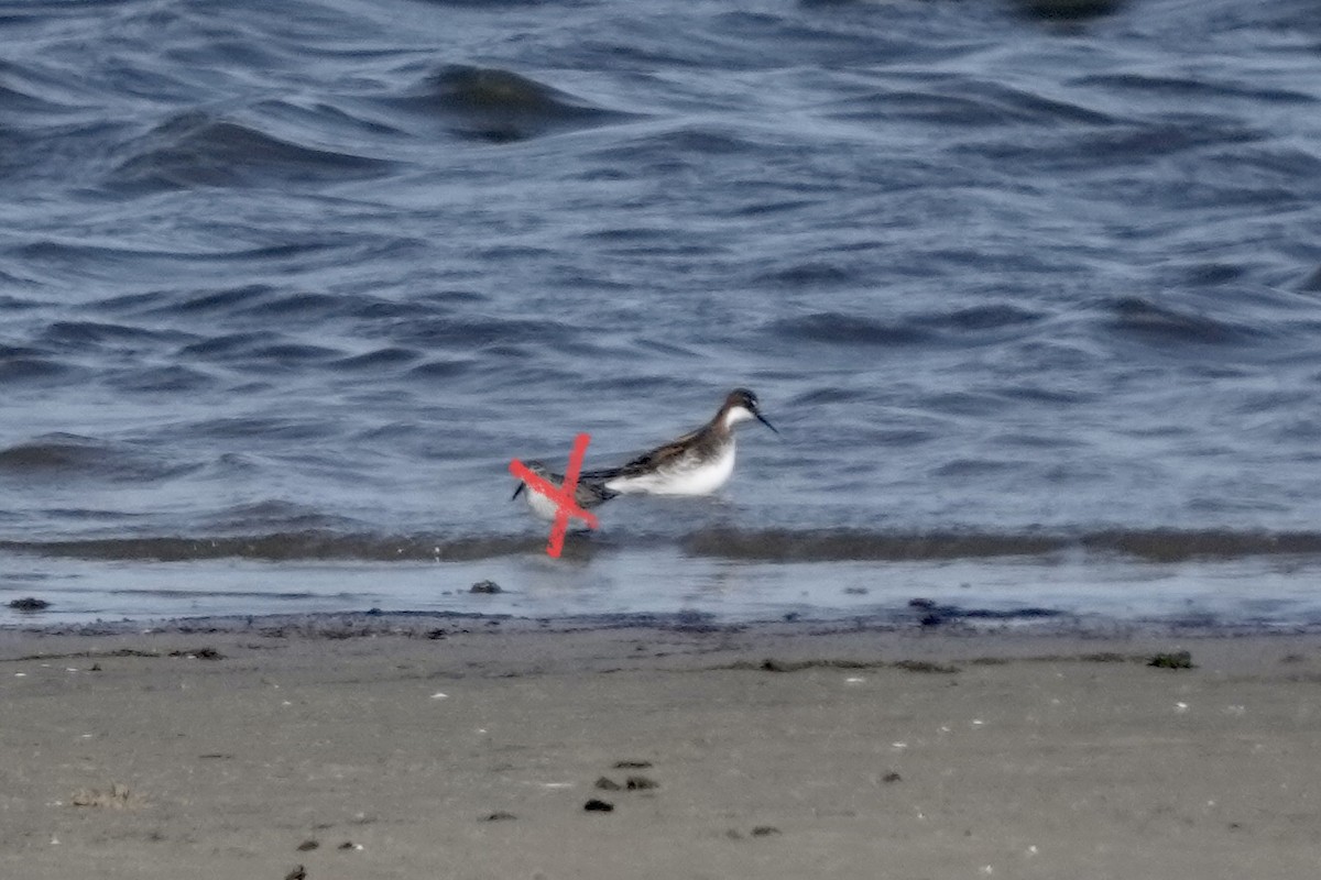 Phalarope à bec étroit - ML577083591