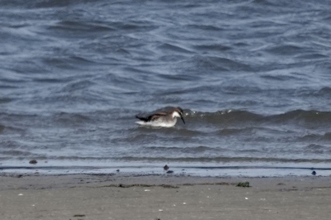 Phalarope à bec étroit - ML577083601