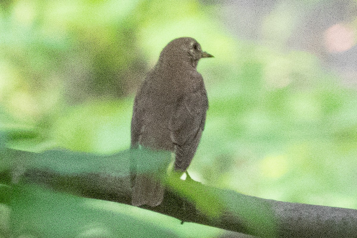 Grauwangen-Musendrossel - ML577084071