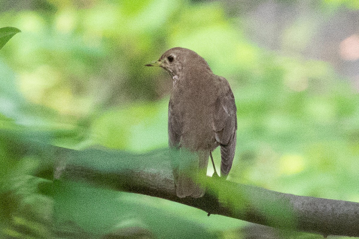 Grauwangen-Musendrossel - ML577084081