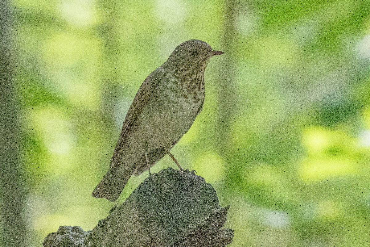 Grauwangen-Musendrossel - ML577084101