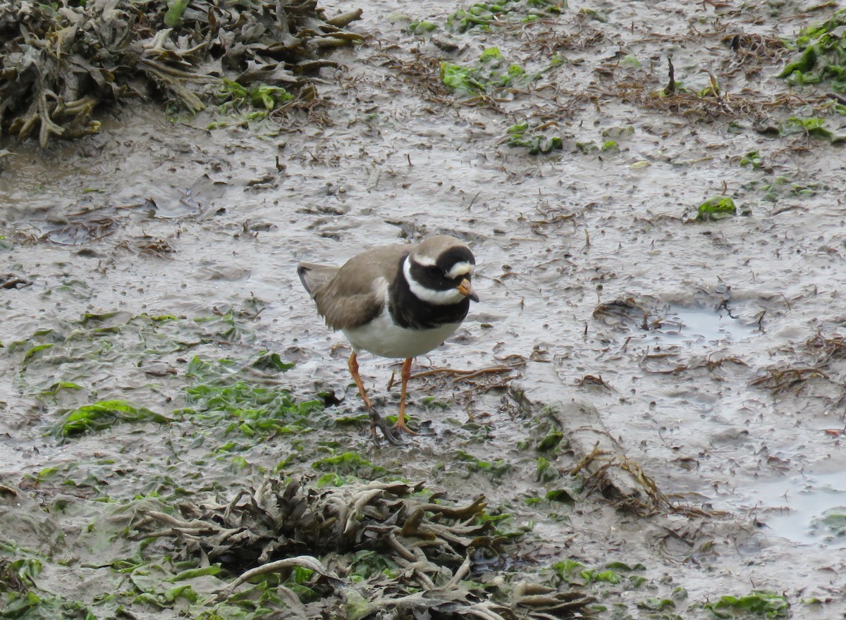 Common Ringed Plover - ML577084141