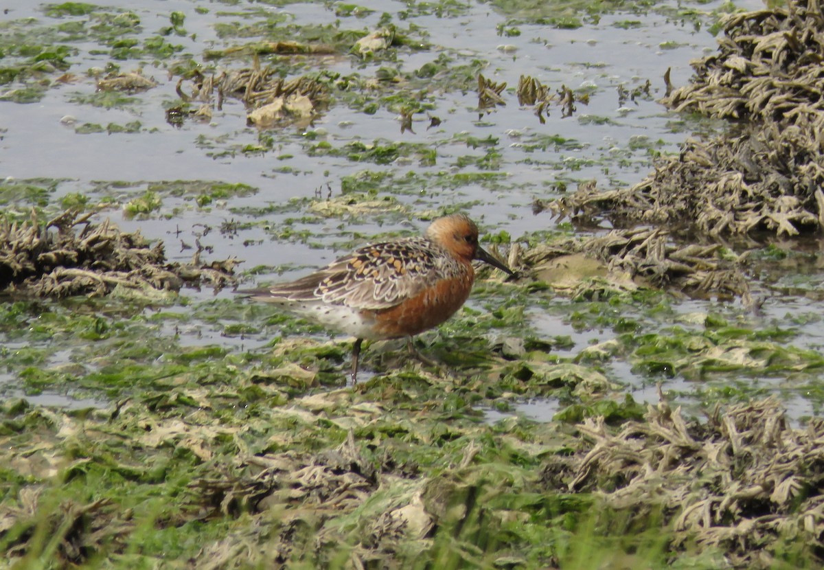 Red Knot - ML577084271