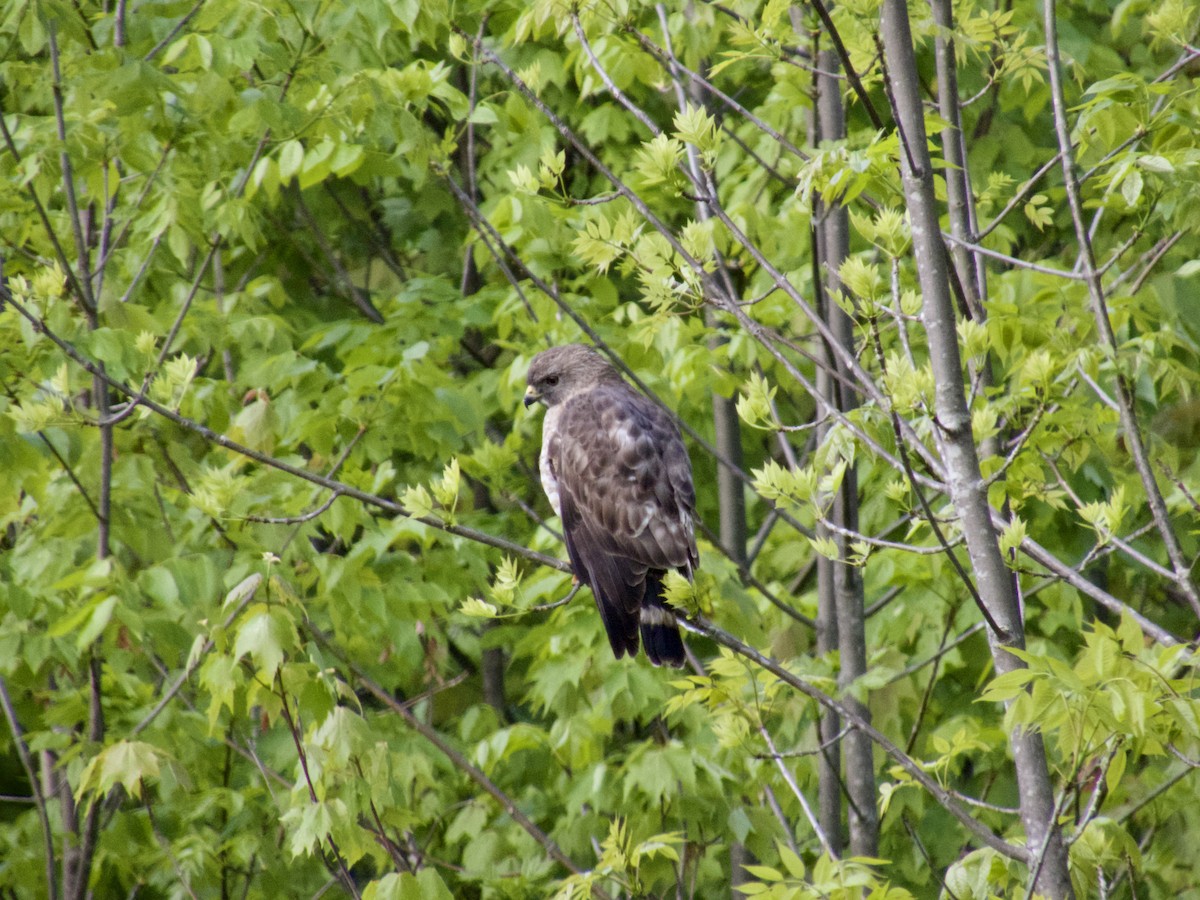 Broad-winged Hawk - ML577084531