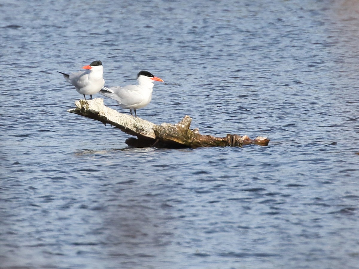 Caspian Tern - ML577084941