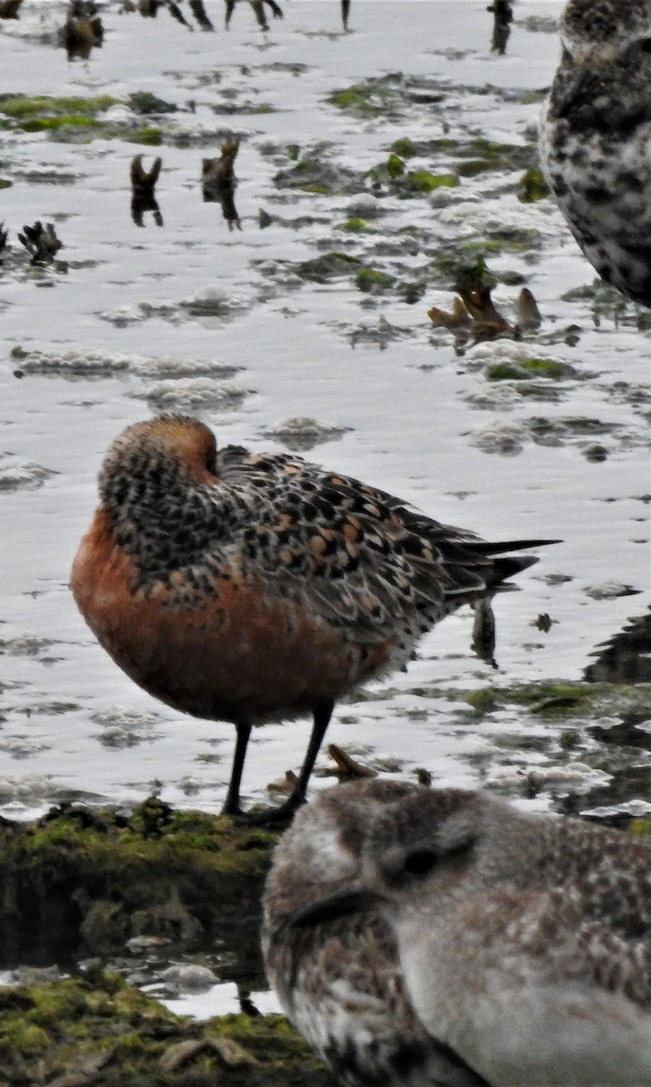 Red Knot - ML577085141