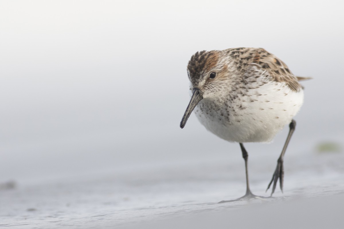 Western Sandpiper - ML57708581