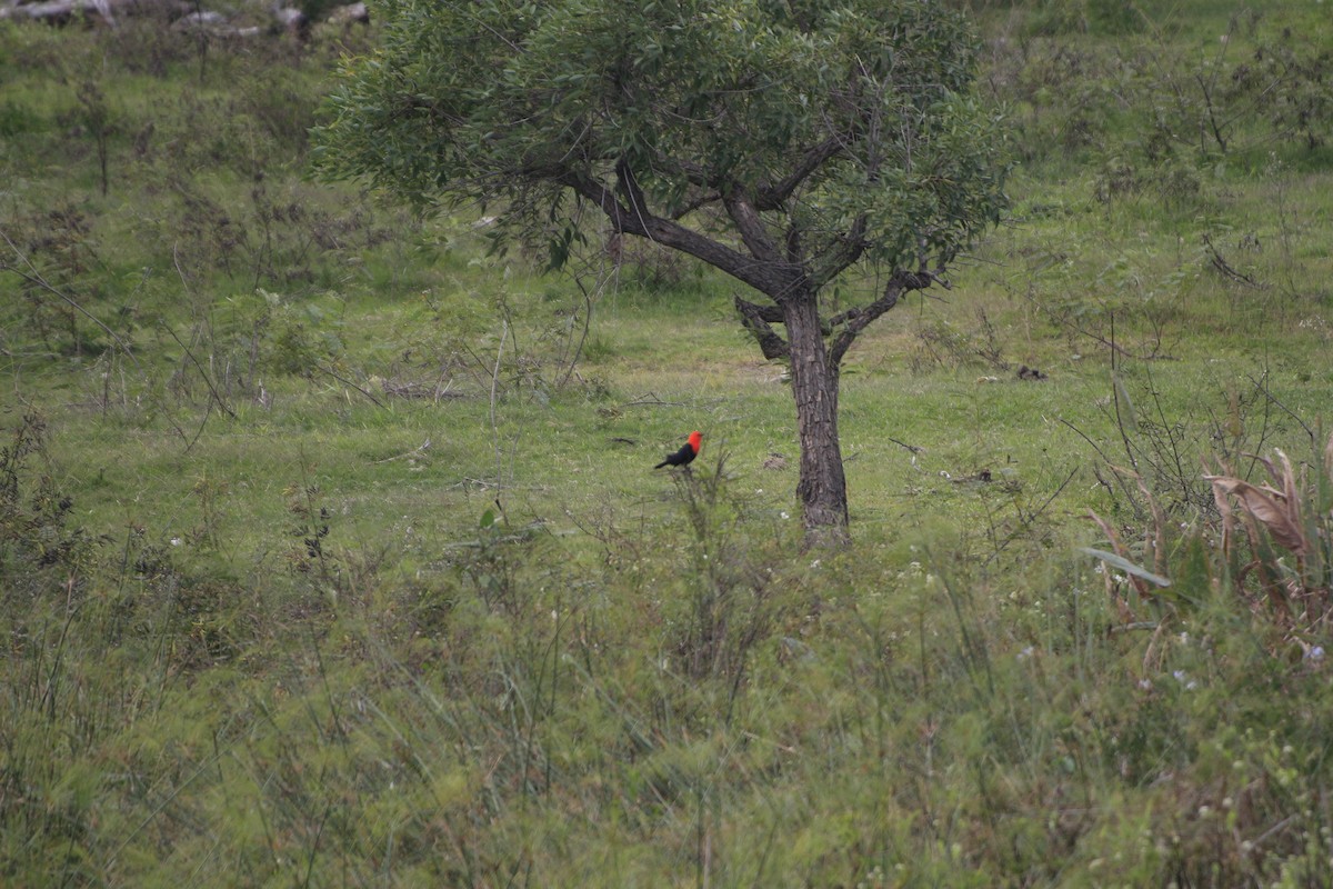 Scarlet-headed Blackbird - Gabriel Carbajales