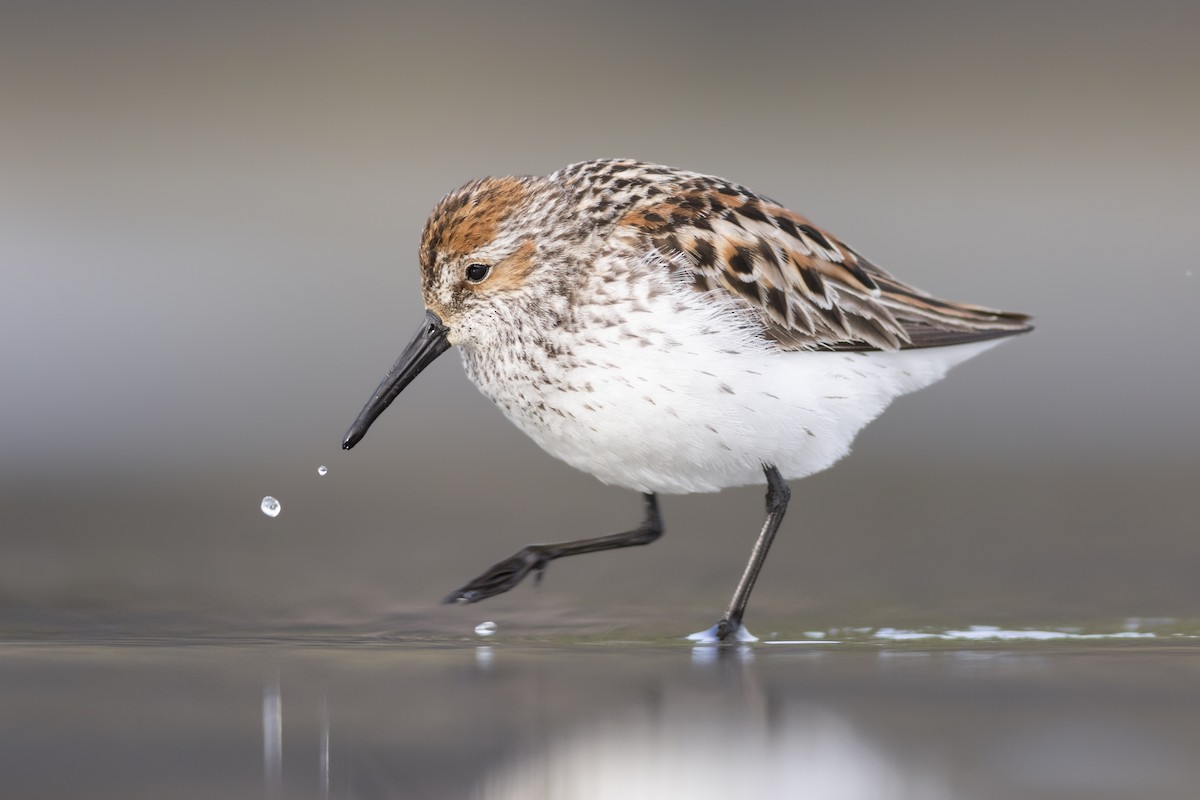 Western Sandpiper - Thomas Barbin