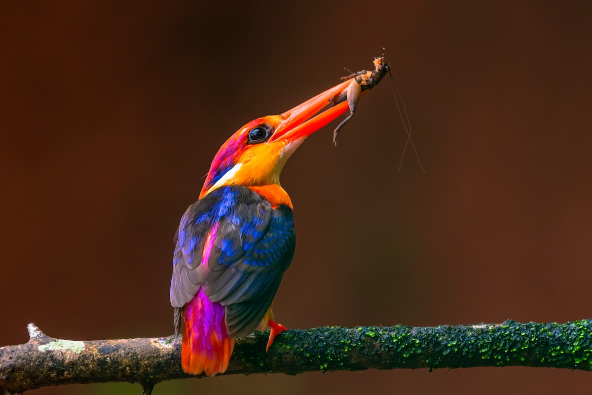 Black-backed Dwarf-Kingfisher - ML577085981