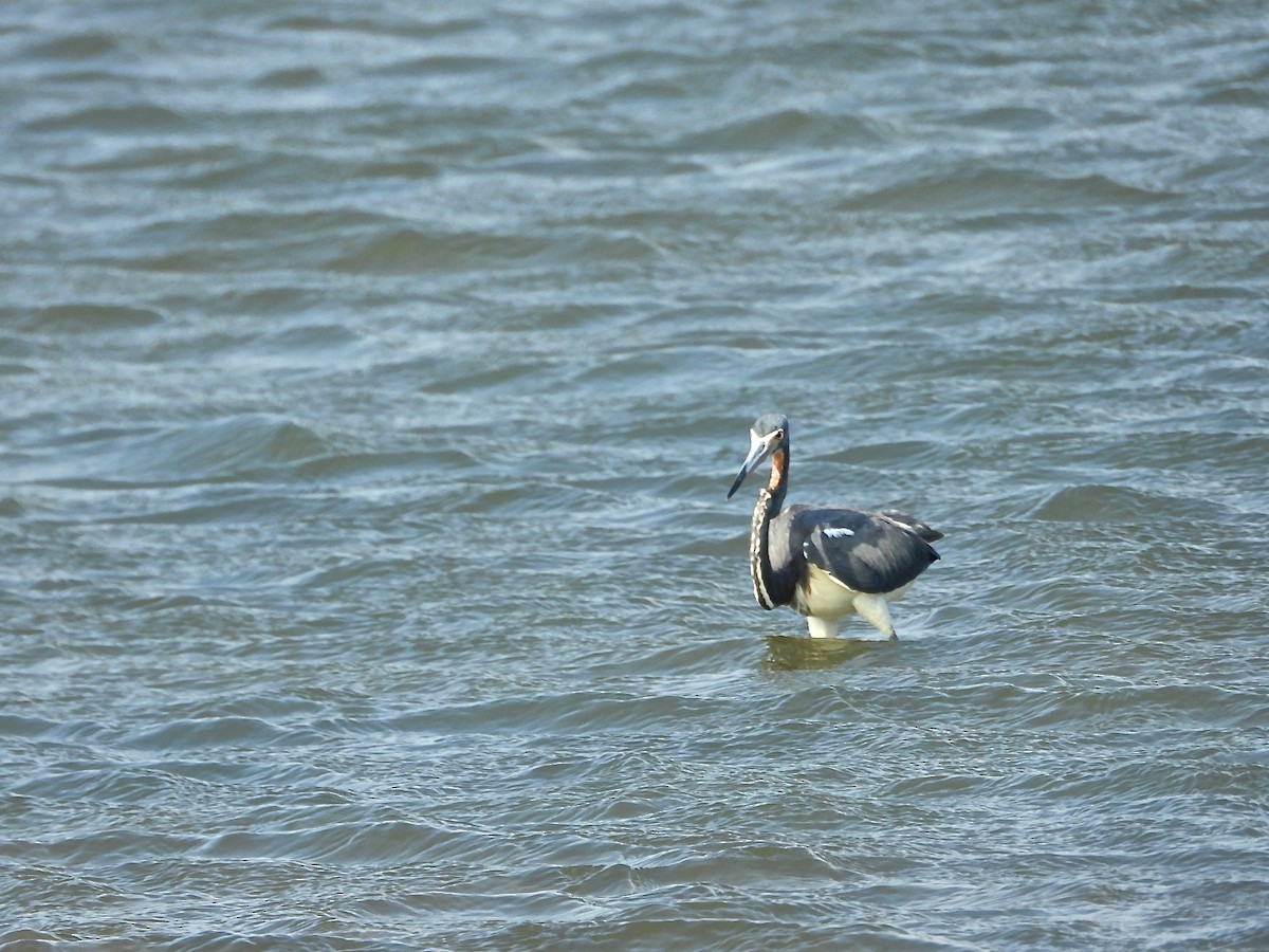 Tricolored Heron - ML577087001