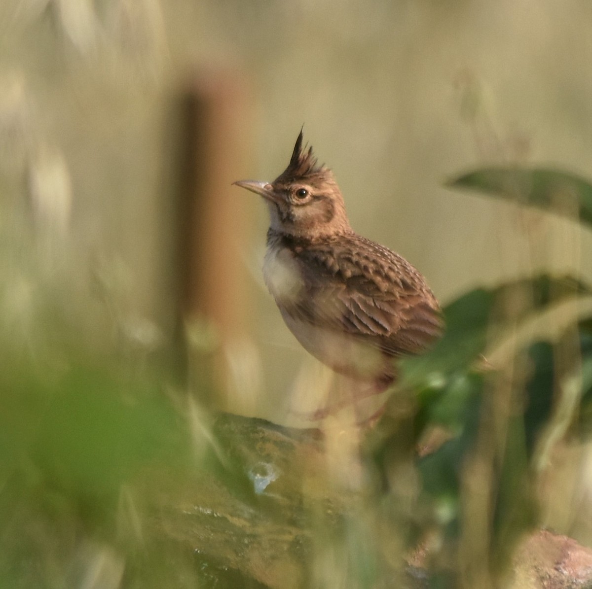 Crested Lark - Luís Santos