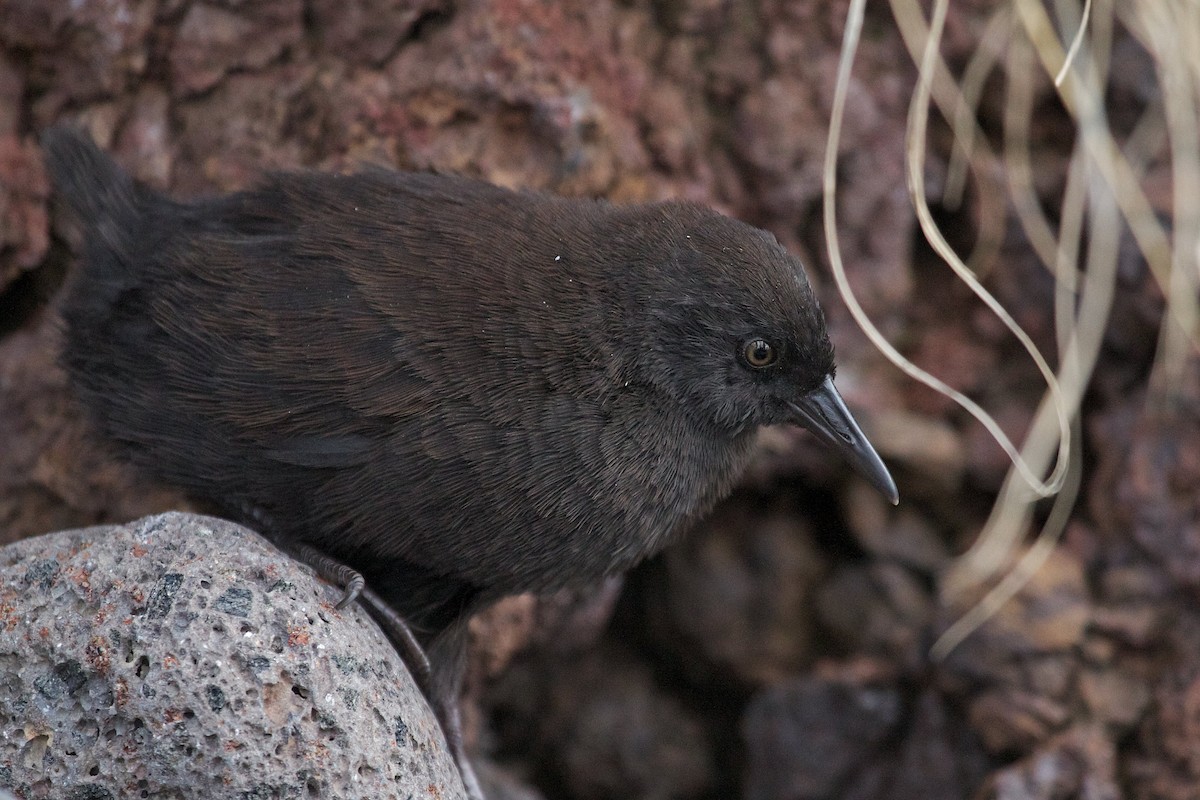 Inaccessible Island Rail - ML577087831