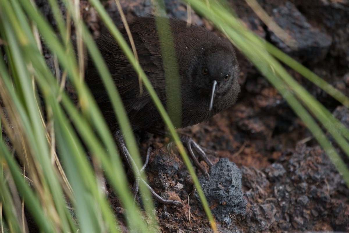 Inaccessible Island Rail - ML577087901