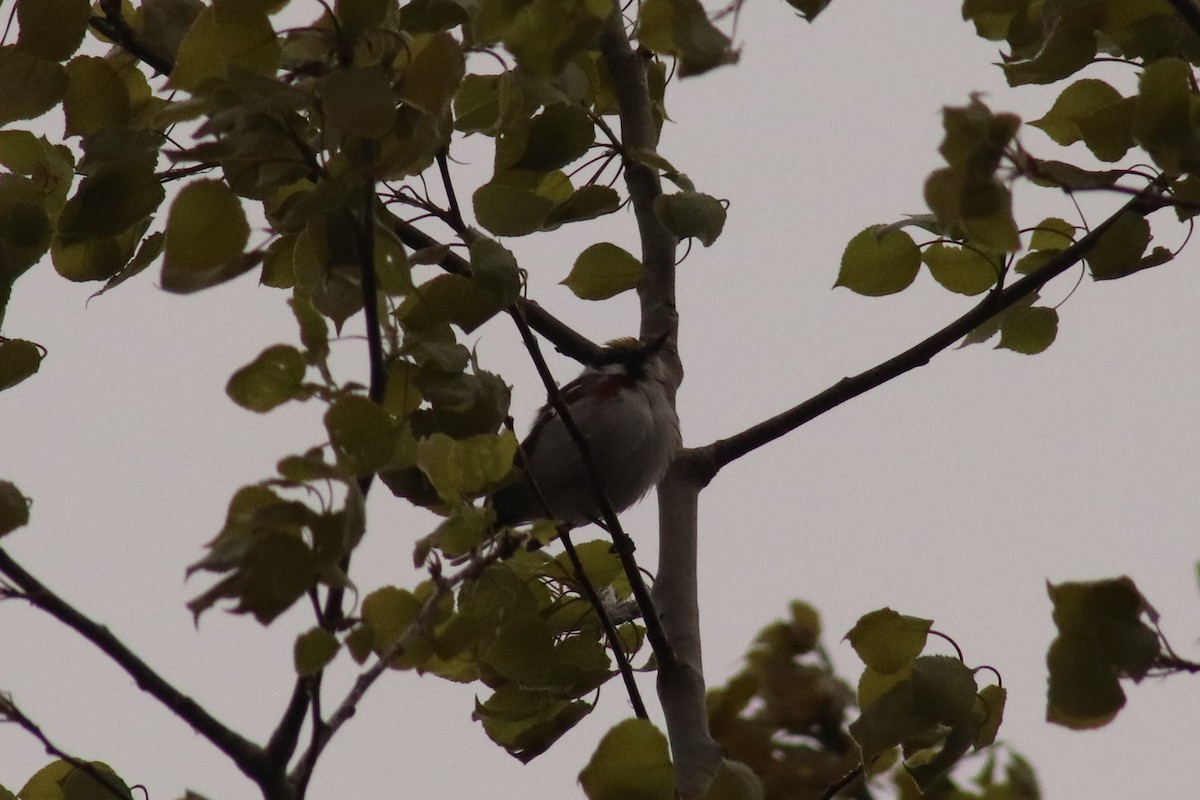 Chestnut-sided Warbler - Jean-Pierre Barry