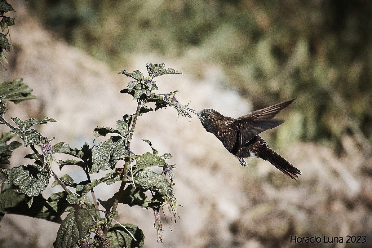 kolibřík mourovatý - ML577089211