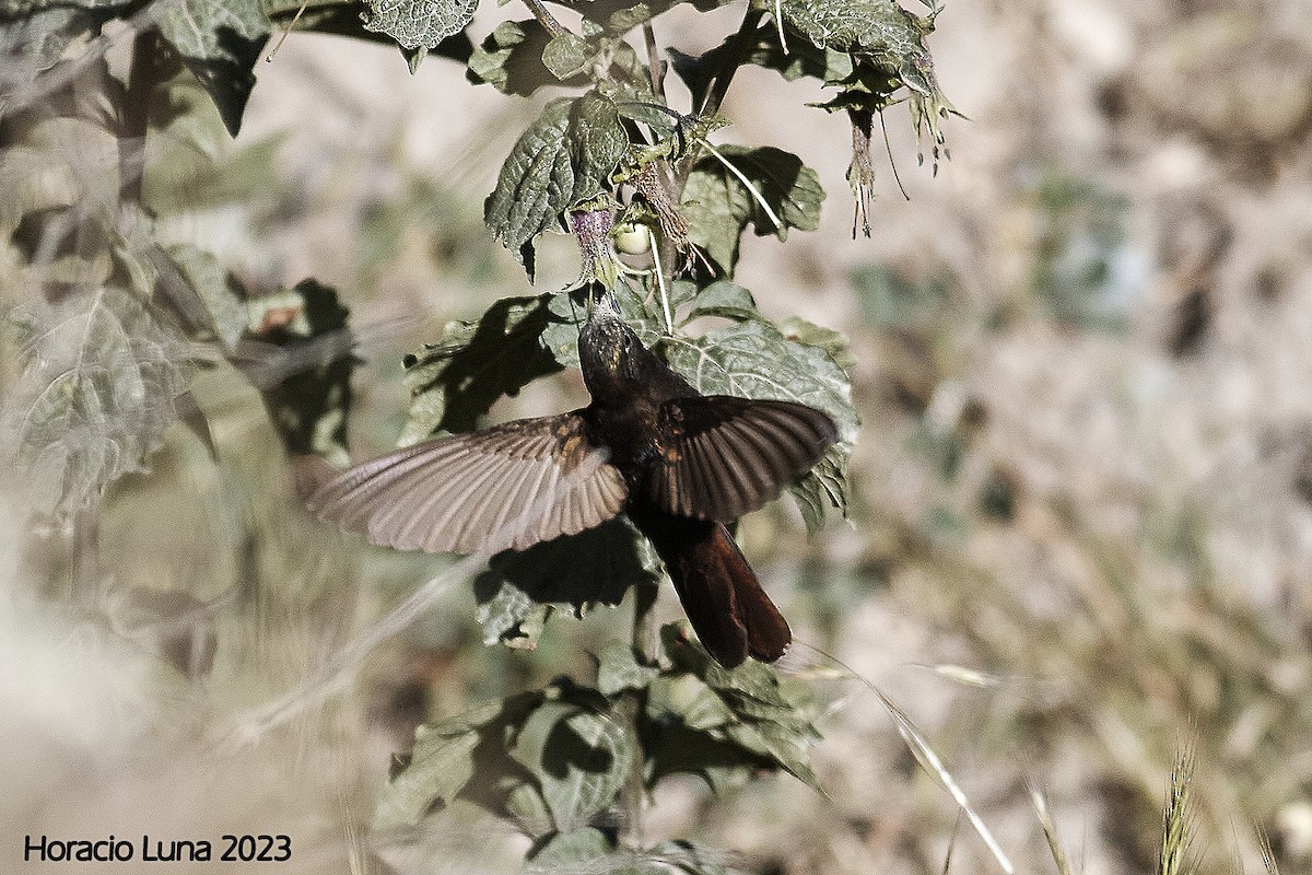 kolibřík mourovatý - ML577089241
