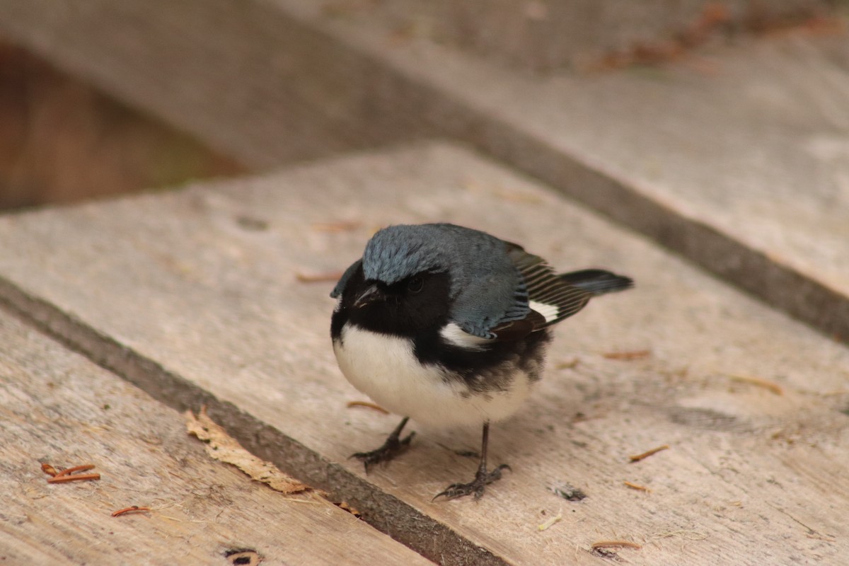 Black-throated Blue Warbler - Jean-Pierre Barry