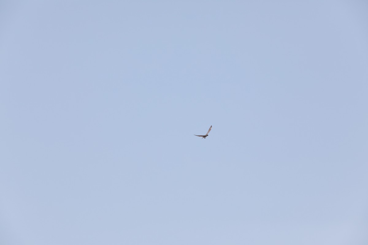 Eurasian Hobby - Giles Daubeney