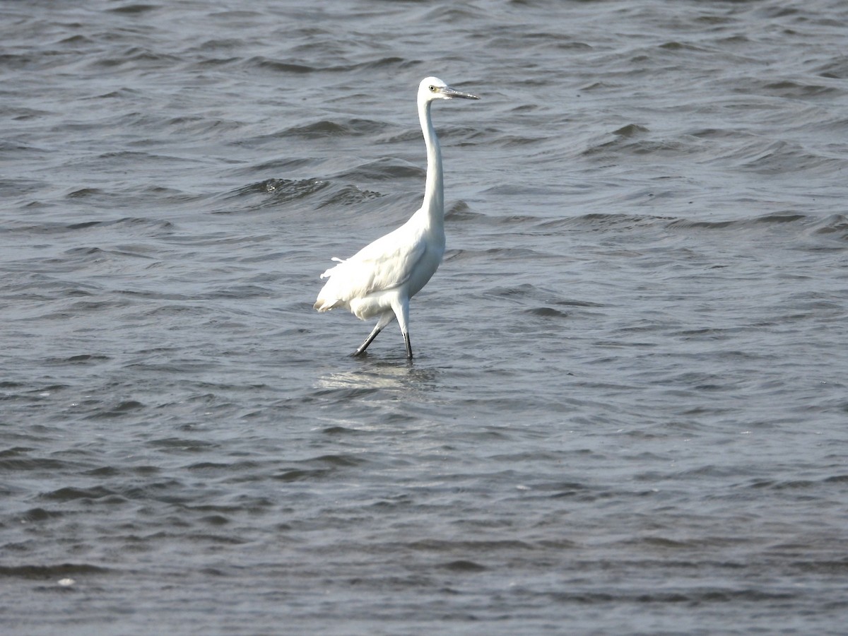 Reddish Egret - ML577089751