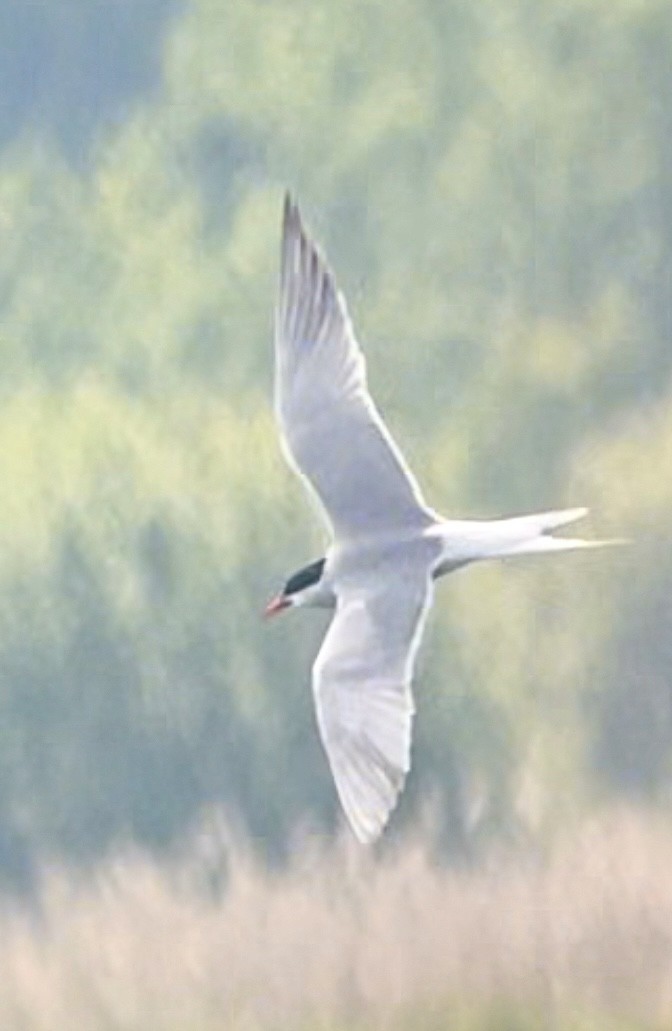 Common Tern - ML577090701