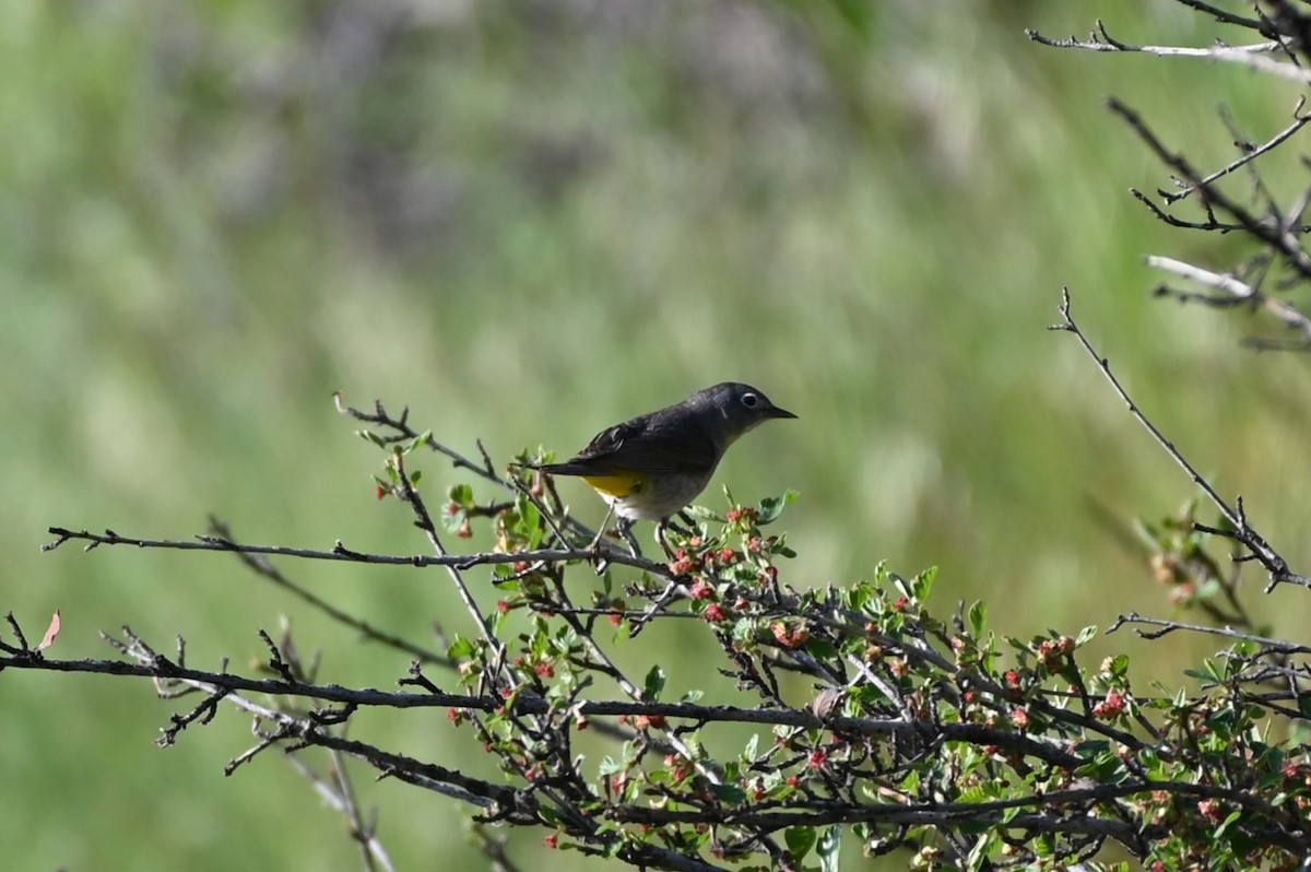 Gelbsteiß-Waldsänger - ML577090791