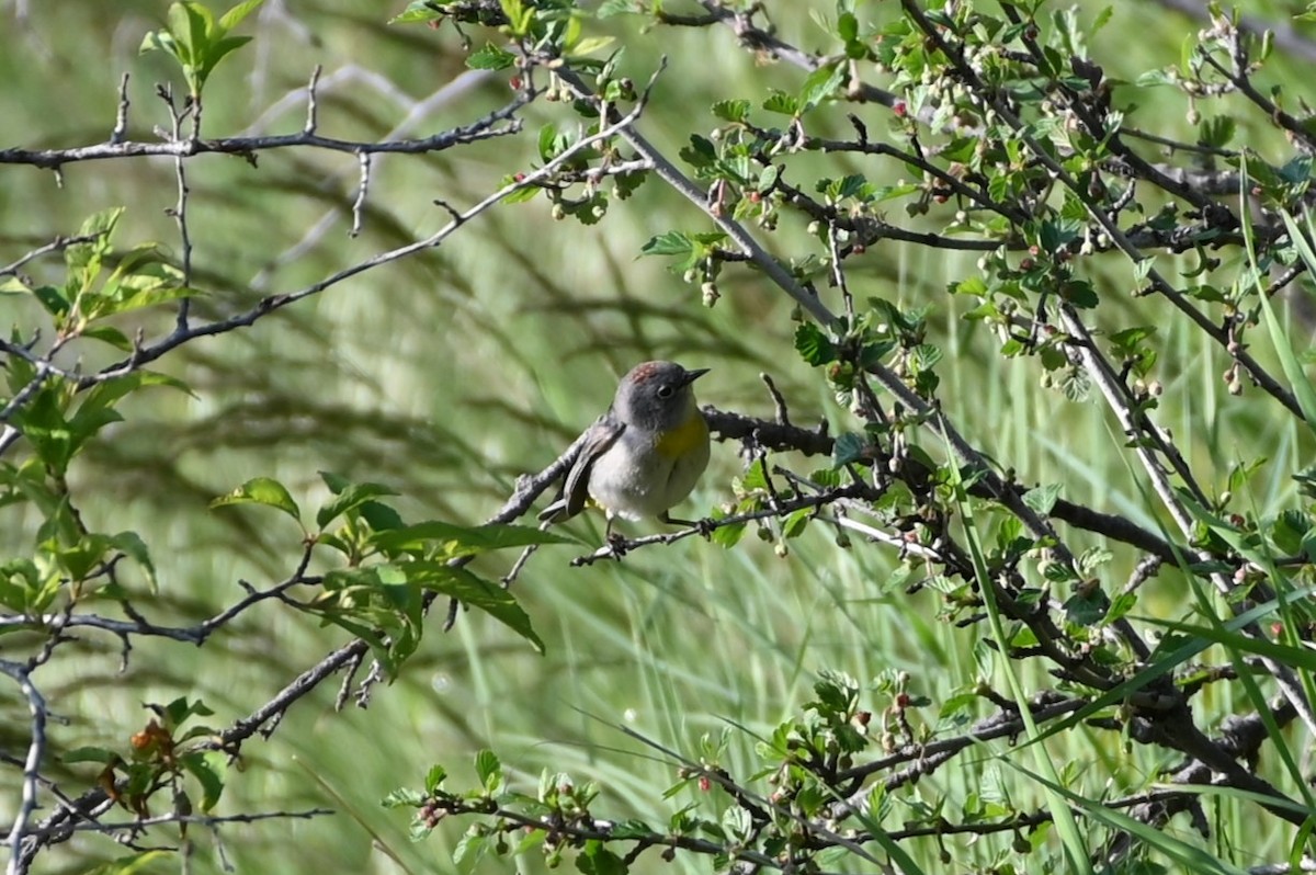 Gelbsteiß-Waldsänger - ML577090801