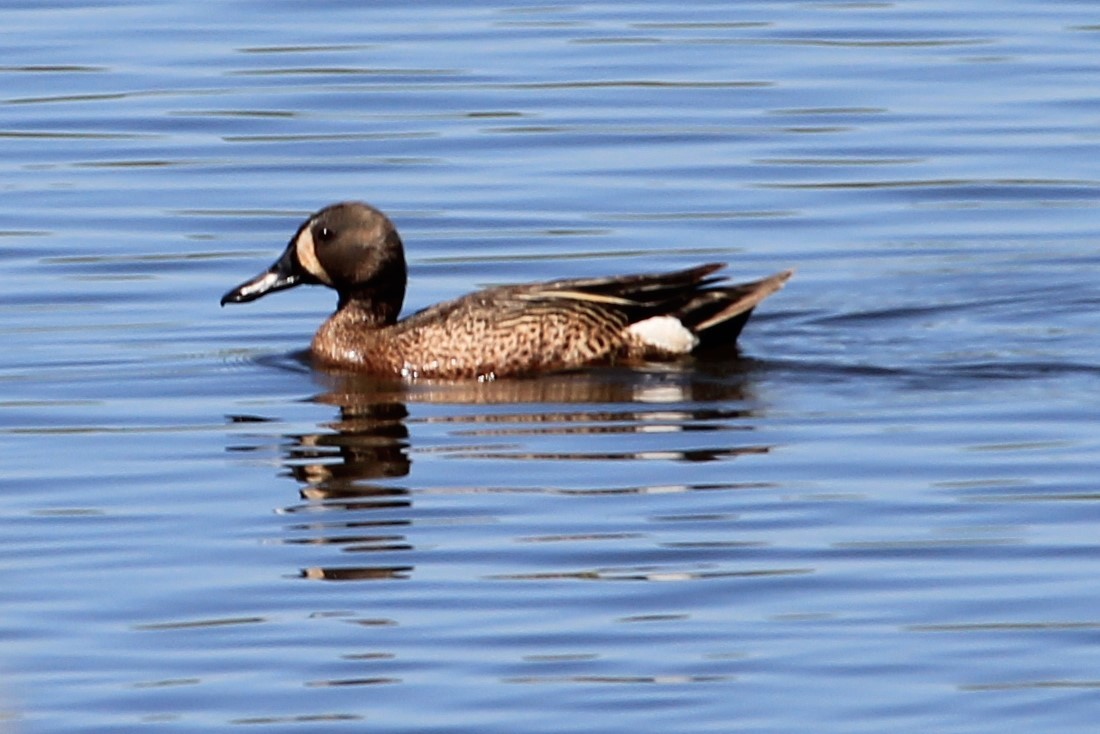 Blue-winged Teal - ML577090821