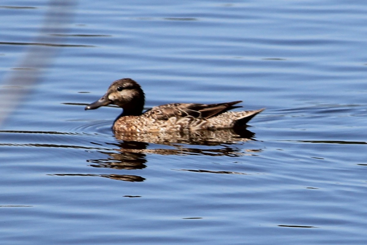 Blue-winged Teal - ML577090831