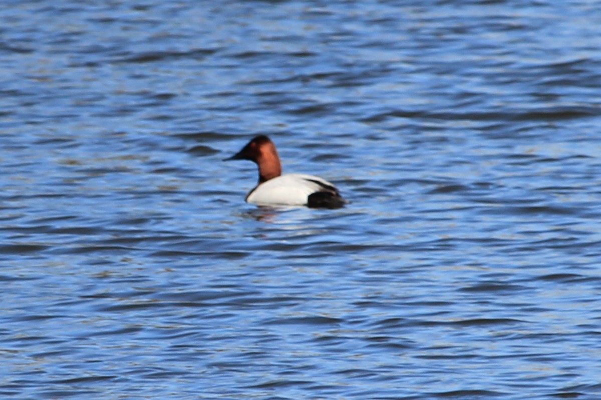 Canvasback - ML577091061