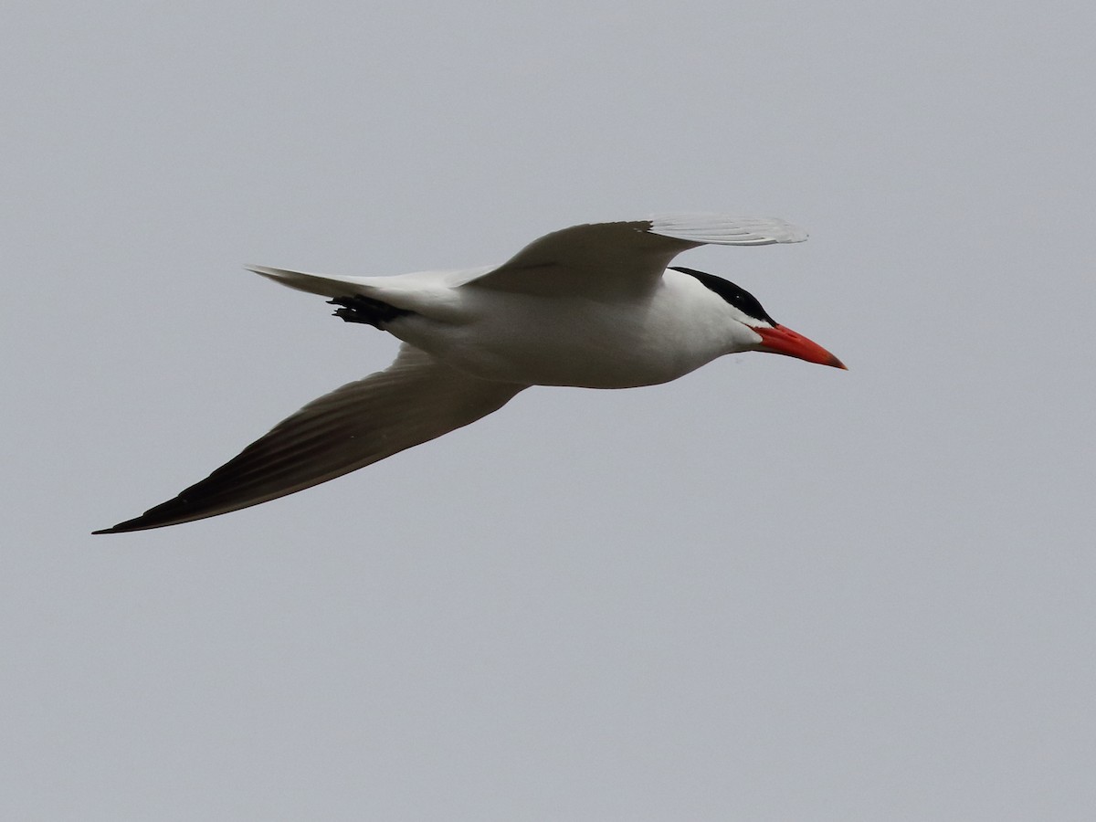 Caspian Tern - ML577091791