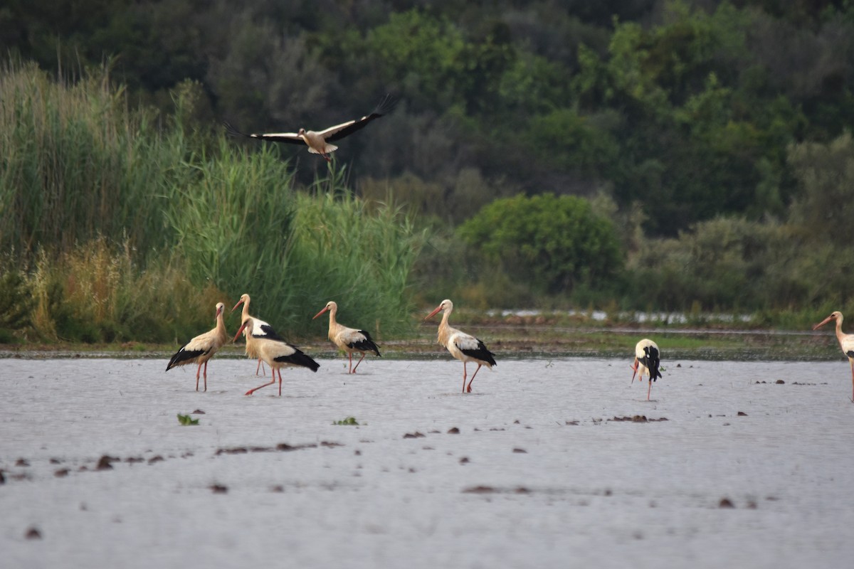 White Stork - ML577091911