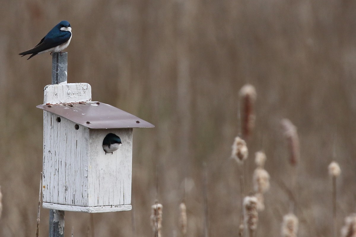 Golondrina Bicolor - ML577093051