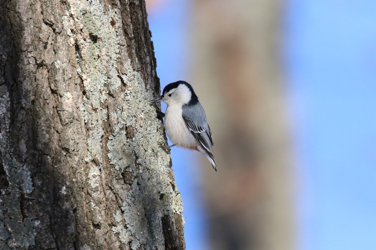 White-breasted Nuthatch - ML577093221