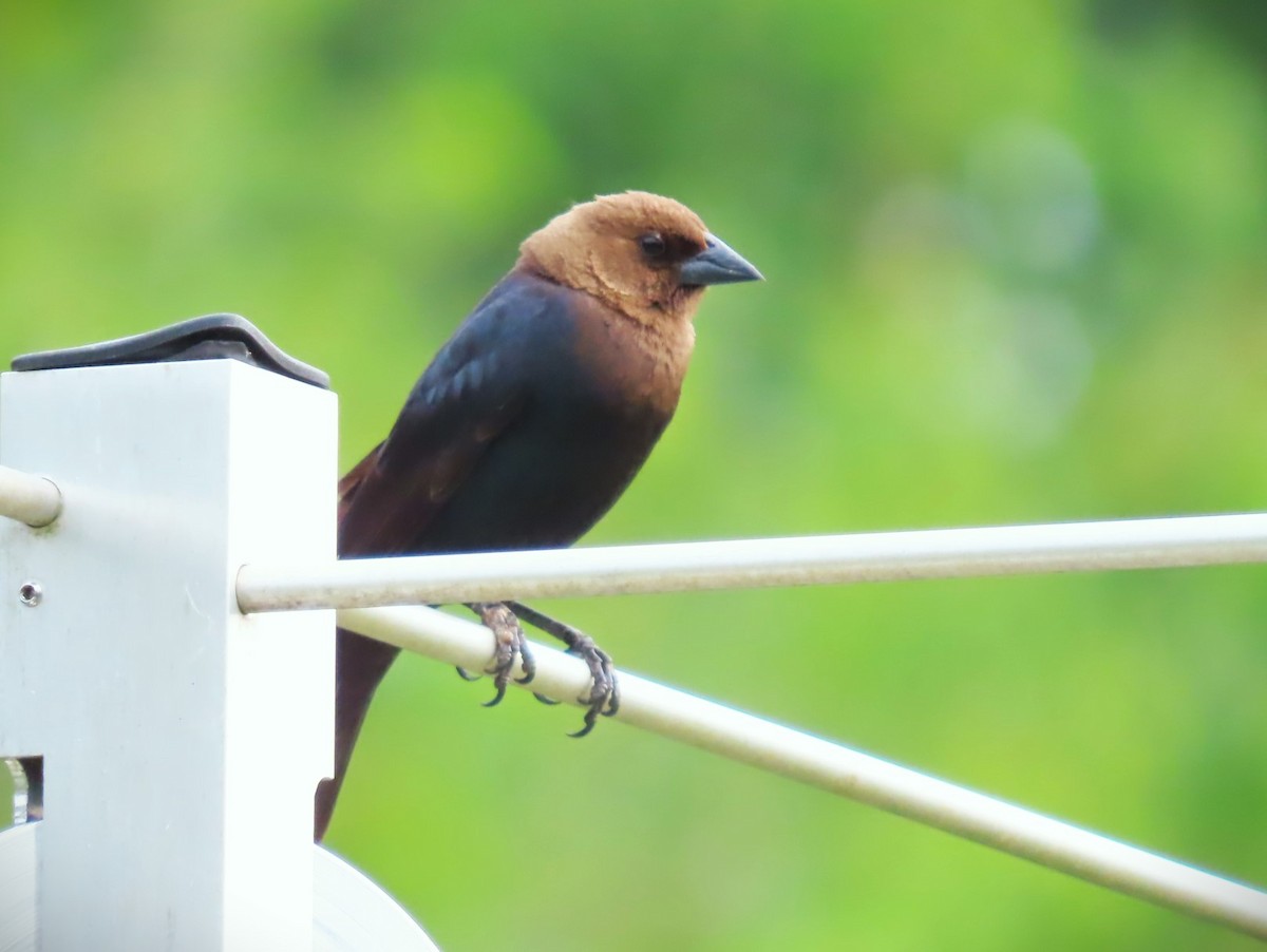 Brown-headed Cowbird - ML577093241