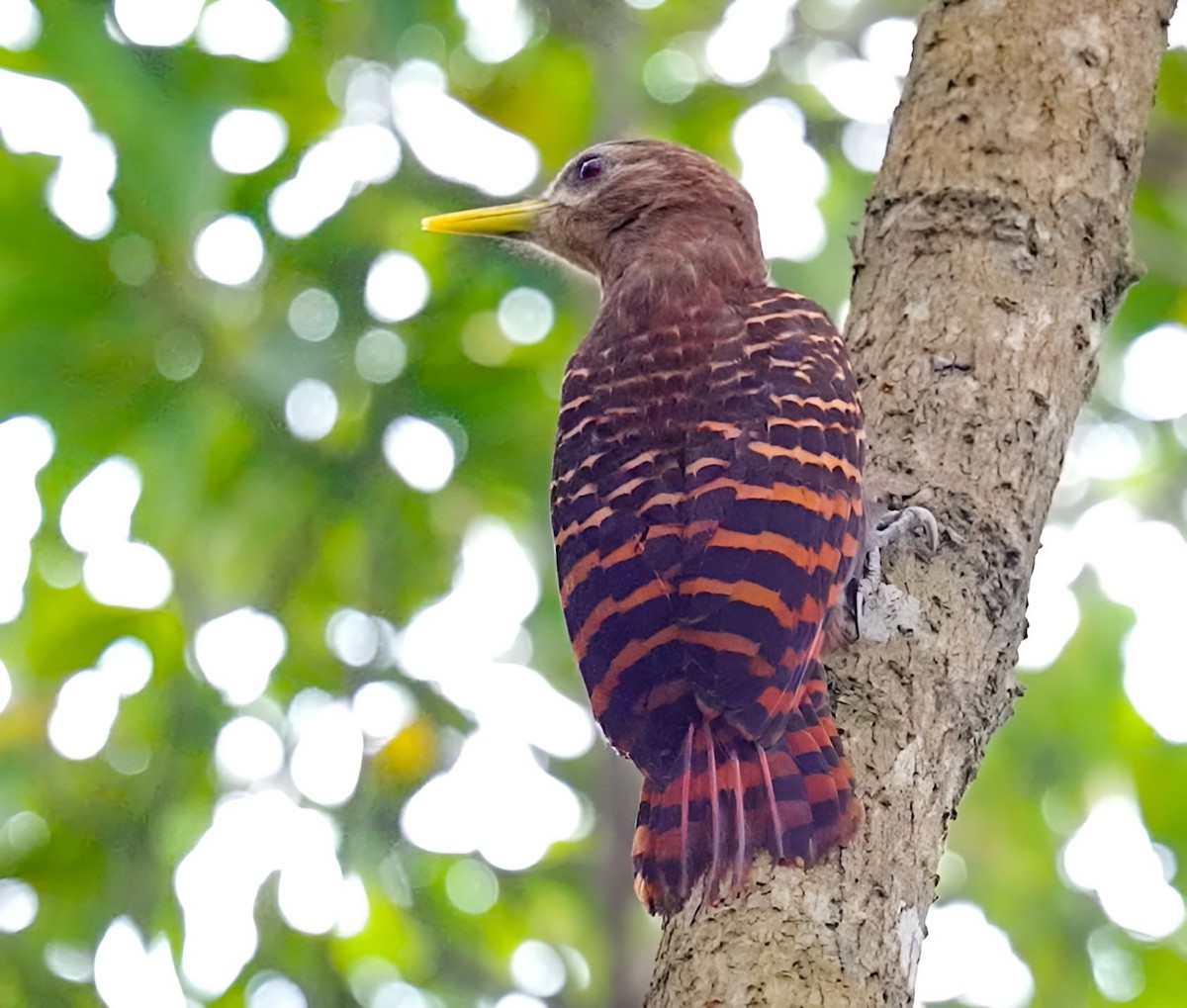 Bay Woodpecker - Sourashis Mukhopadhyay